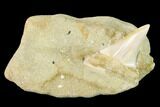 Fossil Mako Shark Tooth On Sandstone - Bakersfield, CA #144517-1